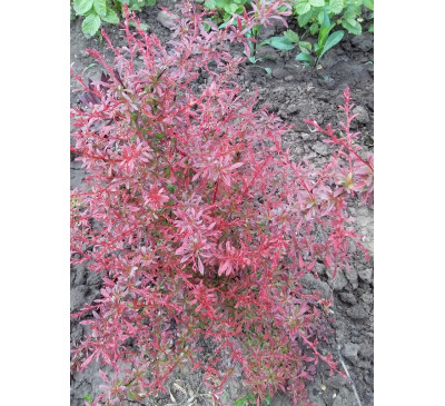 Барбарис Тунберга Orange Dream (Berberis thunbergii Orange Dream )